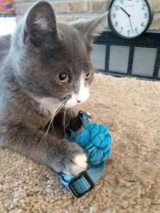 Mowgli, adopted, Kitten Male Russian Blue & Domestic Short Hair.