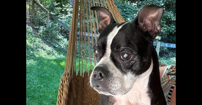 Enlarge Bindy Blue-4559NC, a Adoptable Boston Terrier in Maryville, TN image 6/6