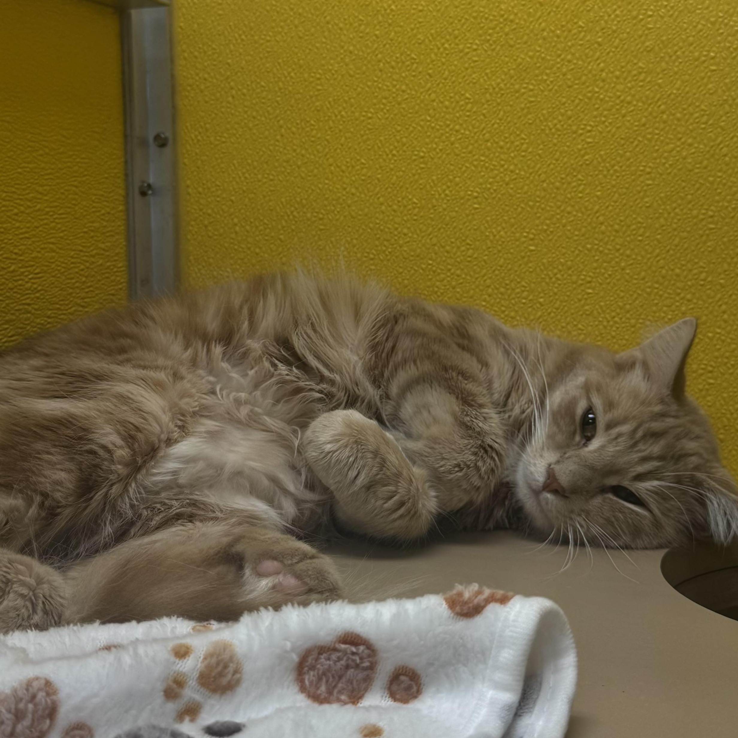 Wallaby , ADOPTABLE, Young Male Domestic Medium Hair.