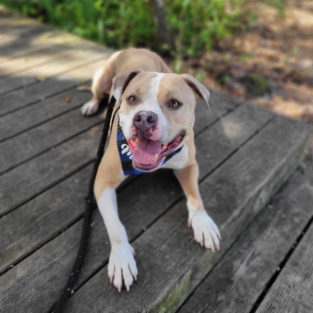 Enlarge Stanley, a Adoptable Mixed Breed in Port Charlotte, FL image 1/6
