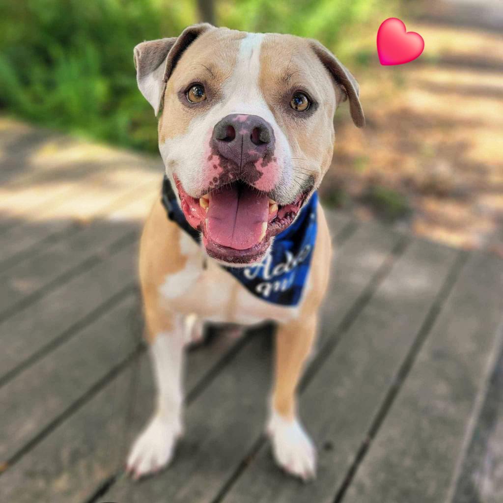 Enlarge Stanley, a Adoptable Mixed Breed in Port Charlotte, FL image 2/6