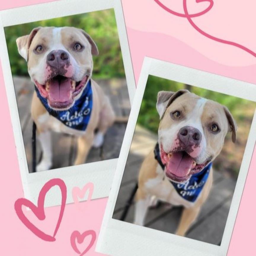 Enlarge Stanley, a Adoptable Mixed Breed in Port Charlotte, FL image 3/6