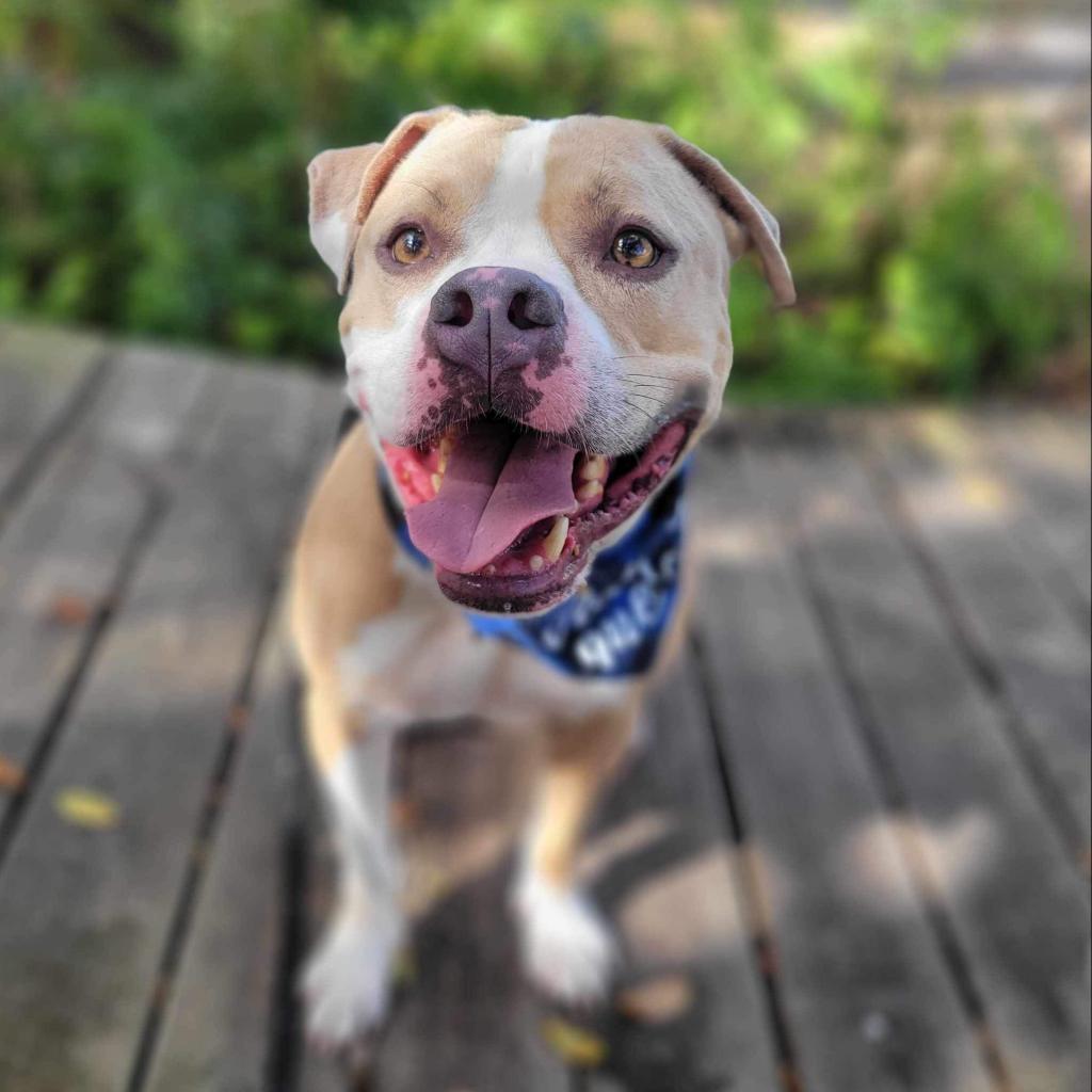 Enlarge Stanley, a Adoptable Mixed Breed in Port Charlotte, FL image 4/6