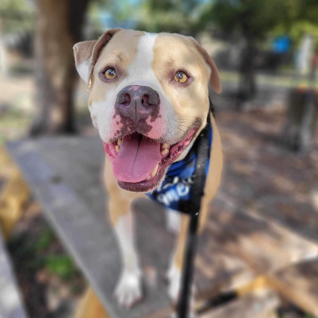 Enlarge Stanley, a Adoptable Mixed Breed in Port Charlotte, FL image 5/6