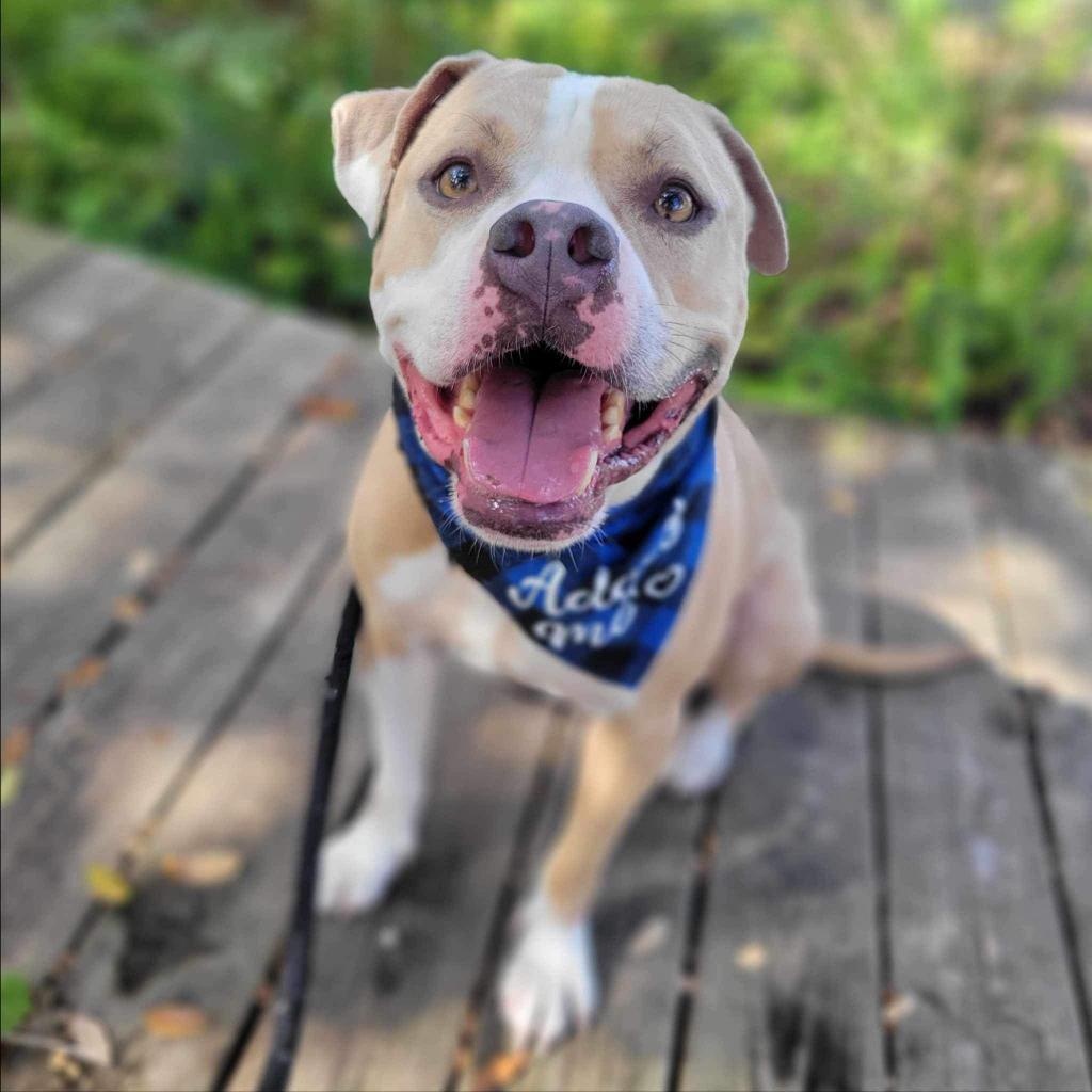 Enlarge Stanley, a Adoptable Mixed Breed in Port Charlotte, FL image 6/6