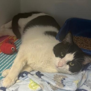 Enlarge Bernard, an adoptable Domestic Short Hair in Margate, FL image 1/2