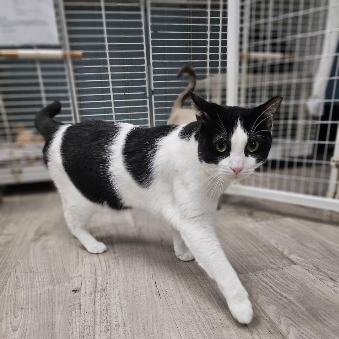 Bernard, adoptable, Adult Male Domestic Short Hair.