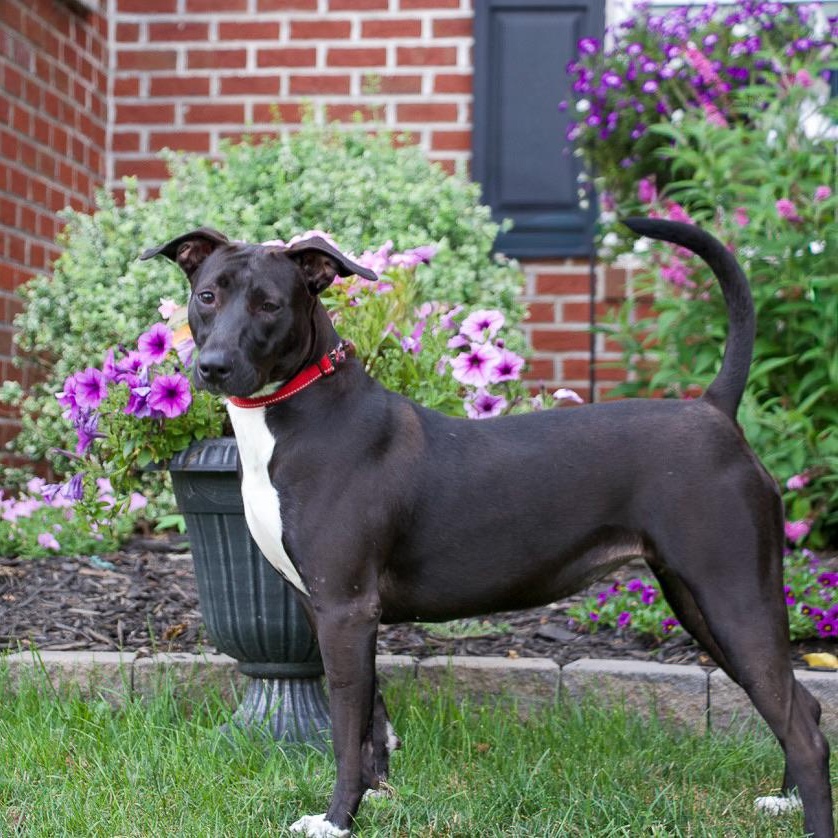 Enlarge Emery- The Best Hiking Partner, a Adoptable mixed breed in Warminster, PA image 3/6