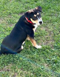 Suzy, Baby Female Mountain Cur