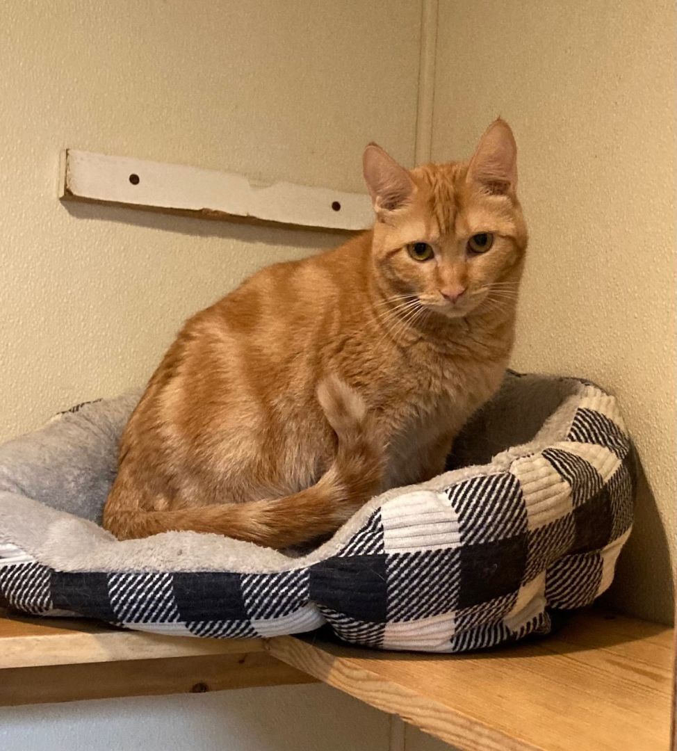 Sally, a Adoptable Domestic Short Hair in Lodi, CA image 1/2