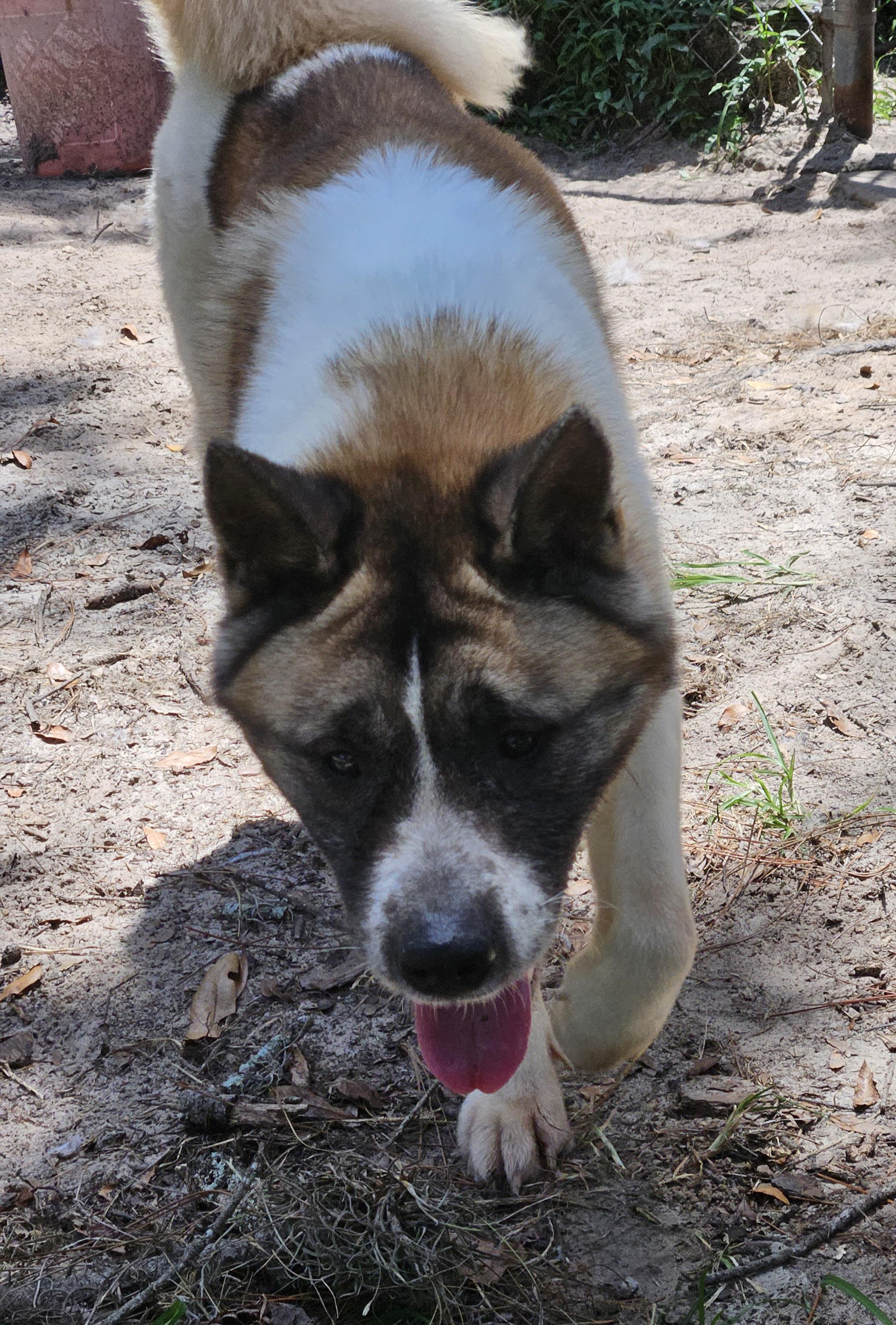 Koori