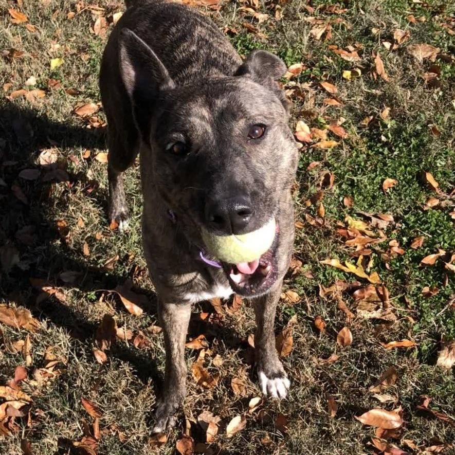 Enlarge Phoebe, a Adoptable mixed breed in Springfield, MO image 1/5