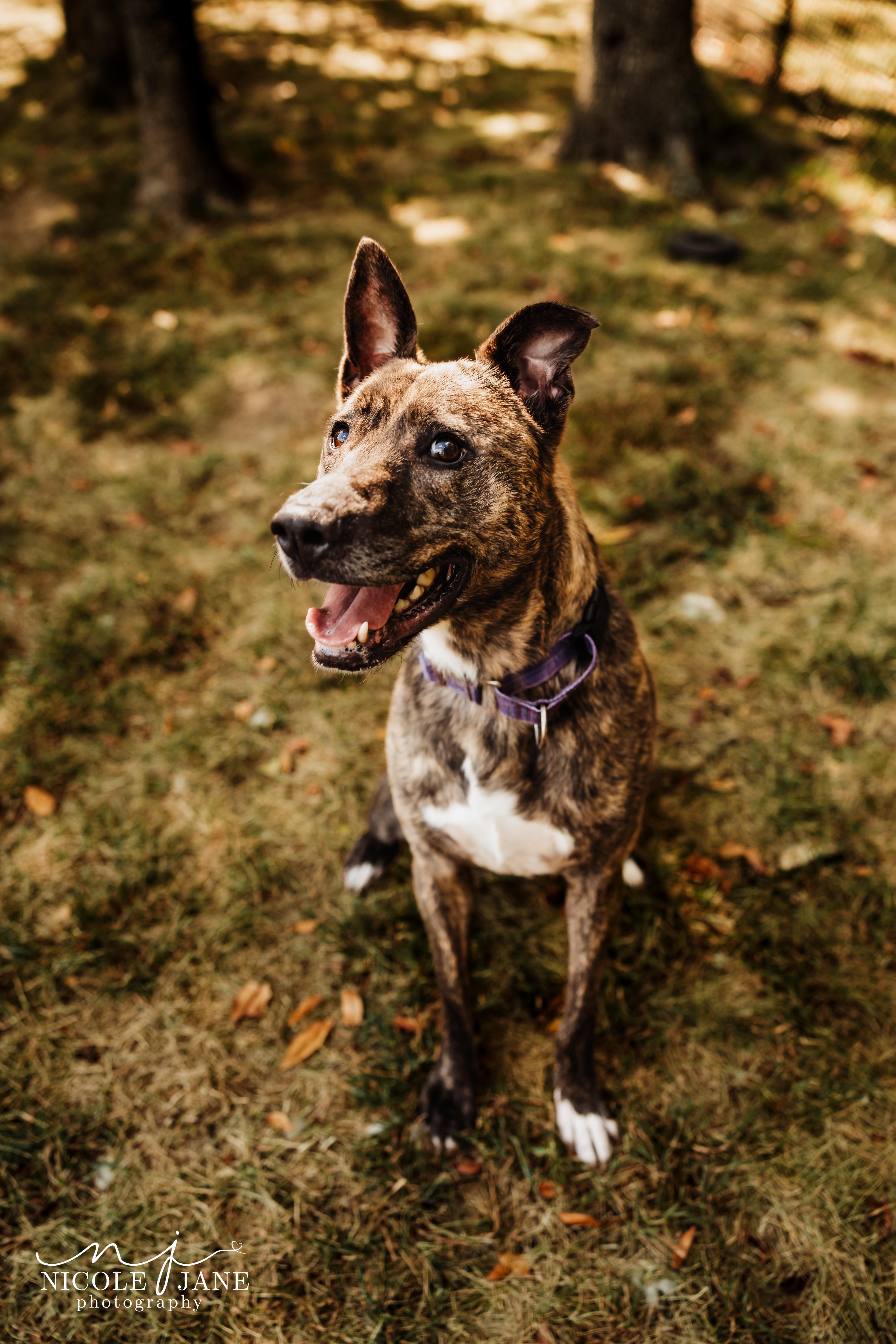 Enlarge Phoebe, a Adoptable mixed breed in Springfield, MO image 4/6