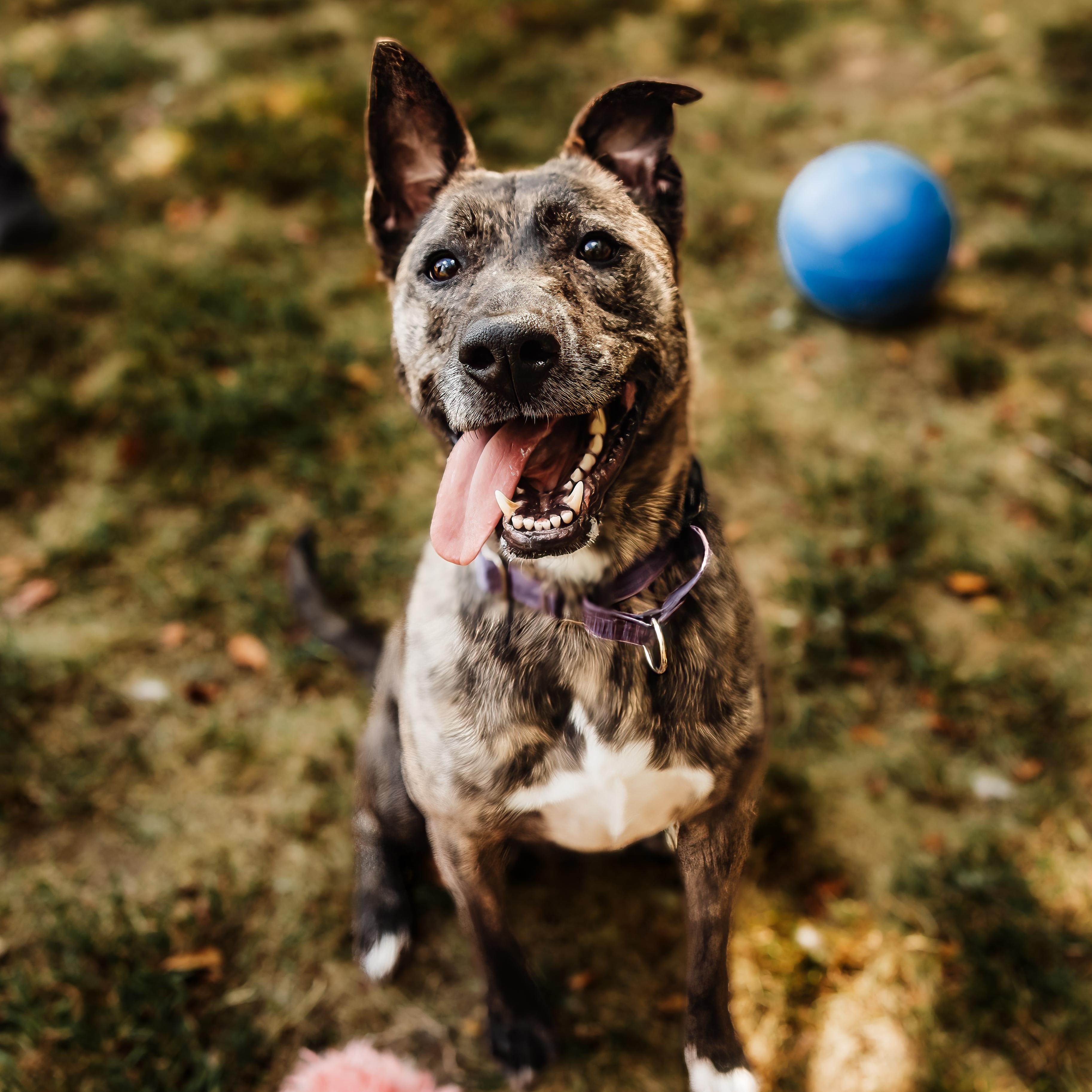 Enlarge Phoebe, a Adoptable mixed breed in Springfield, MO image 2/6