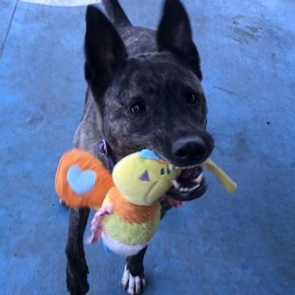 Enlarge Phoebe, a Adoptable mixed breed in Springfield, MO image 4/5