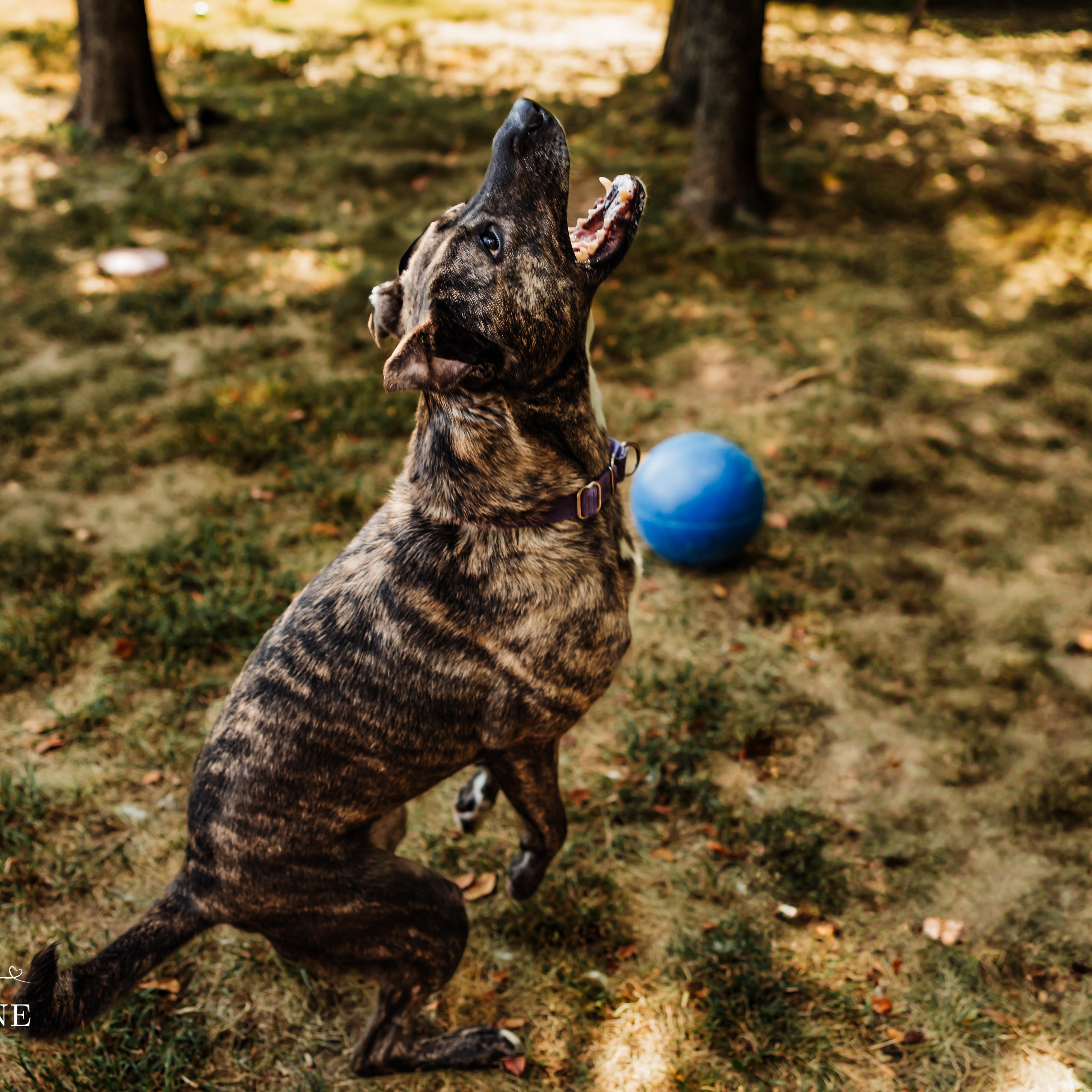 Enlarge Phoebe, a Adoptable mixed breed in Springfield, MO image 3/6