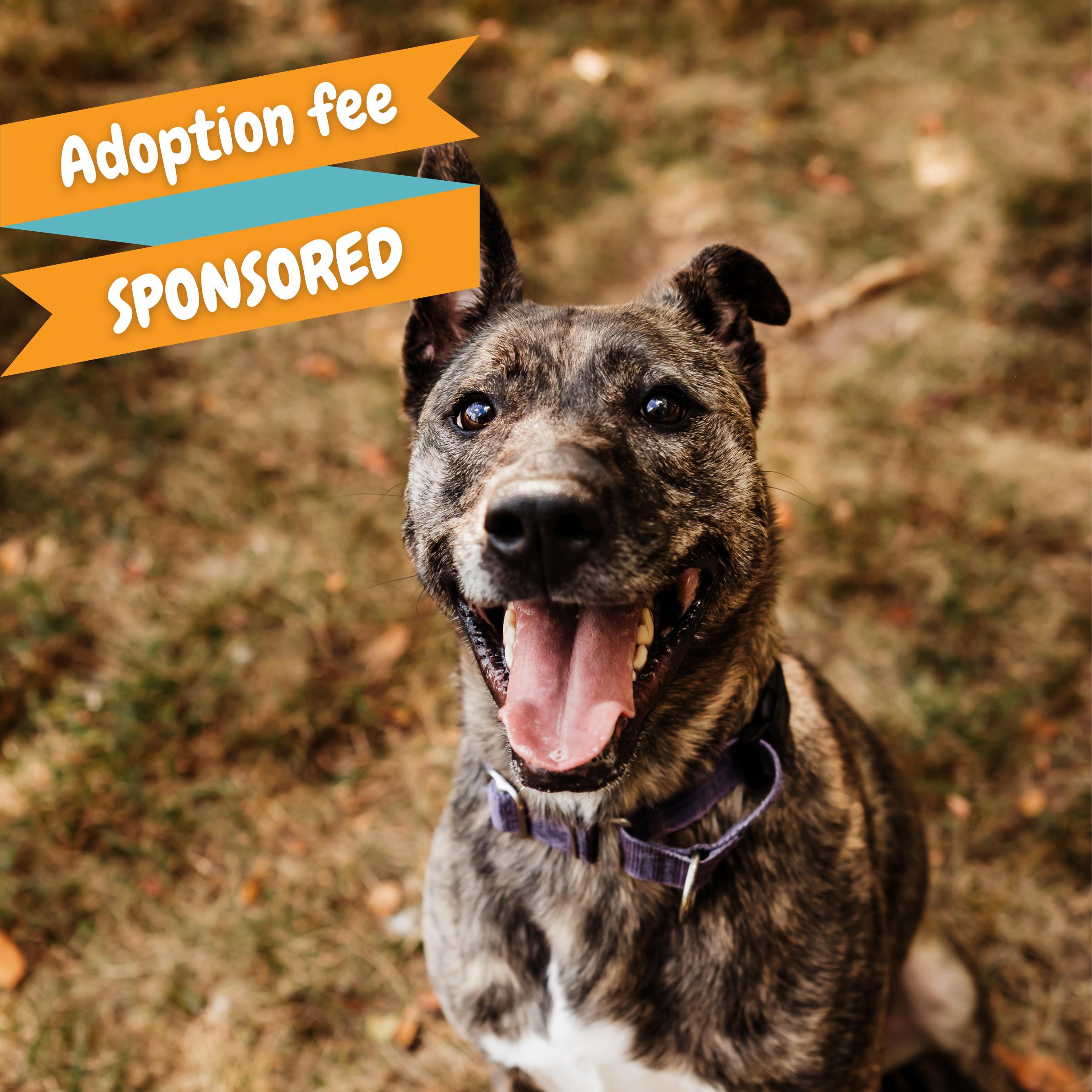 Enlarge Phoebe, a Adoptable mixed breed in Springfield, MO image 1/6