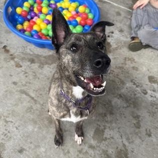 Enlarge Phoebe, a Adoptable mixed breed in Springfield, MO image 6/6