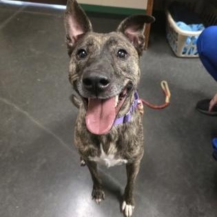 Enlarge Phoebe, a Adoptable mixed breed in Springfield, MO image 2/5