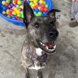 Phoebe, Adoptable, Adult Female Shepherd.