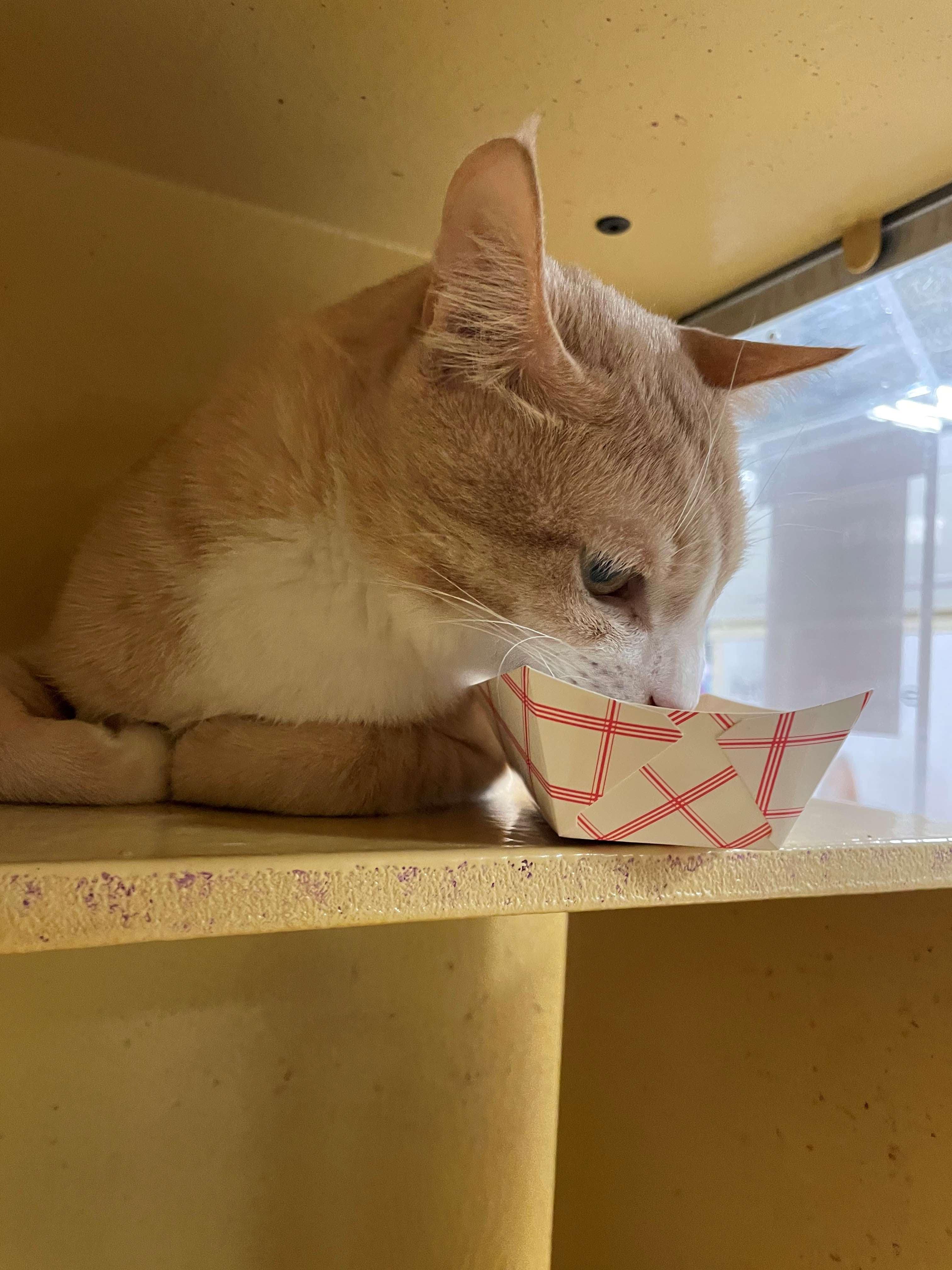 Enlarge Orange Crush, a Adoptable Domestic Short Hair in Melrose, MA image 2/6