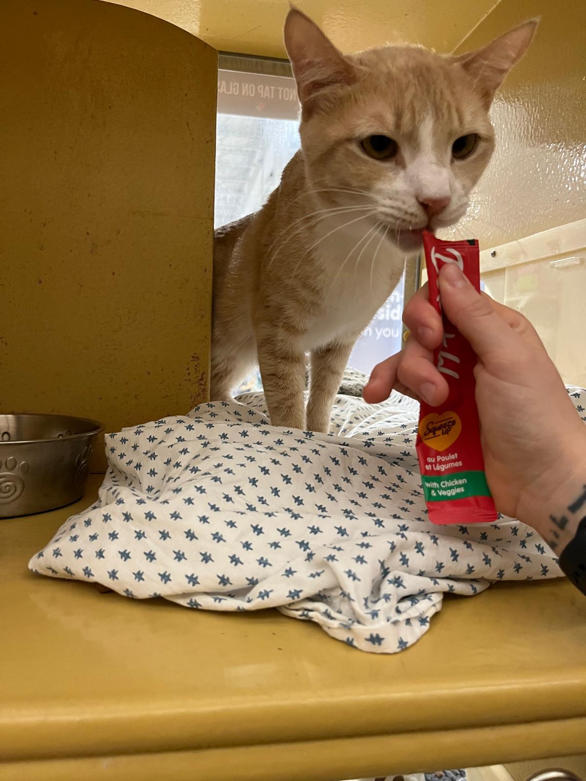 Enlarge Orange Crush, a Adoptable Domestic Short Hair in Melrose, MA image 3/6