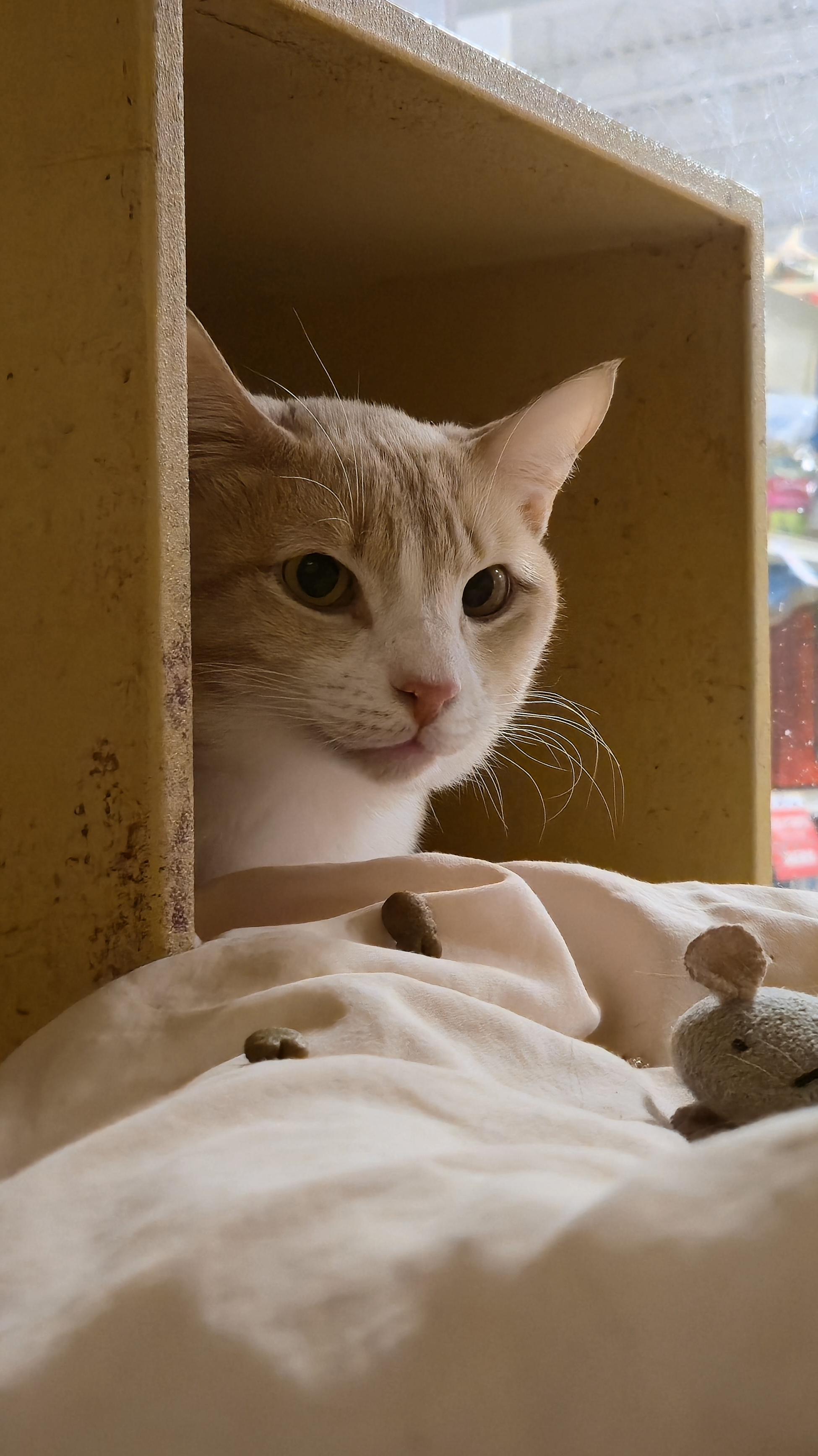 Enlarge Orange Crush, a Adoptable Domestic Short Hair in Melrose, MA image 4/6