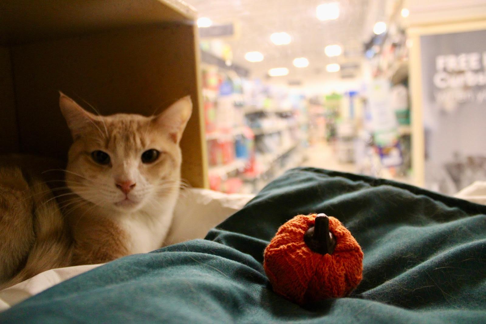 Orange Crush, Adoptable, Young Male Domestic Short Hair.