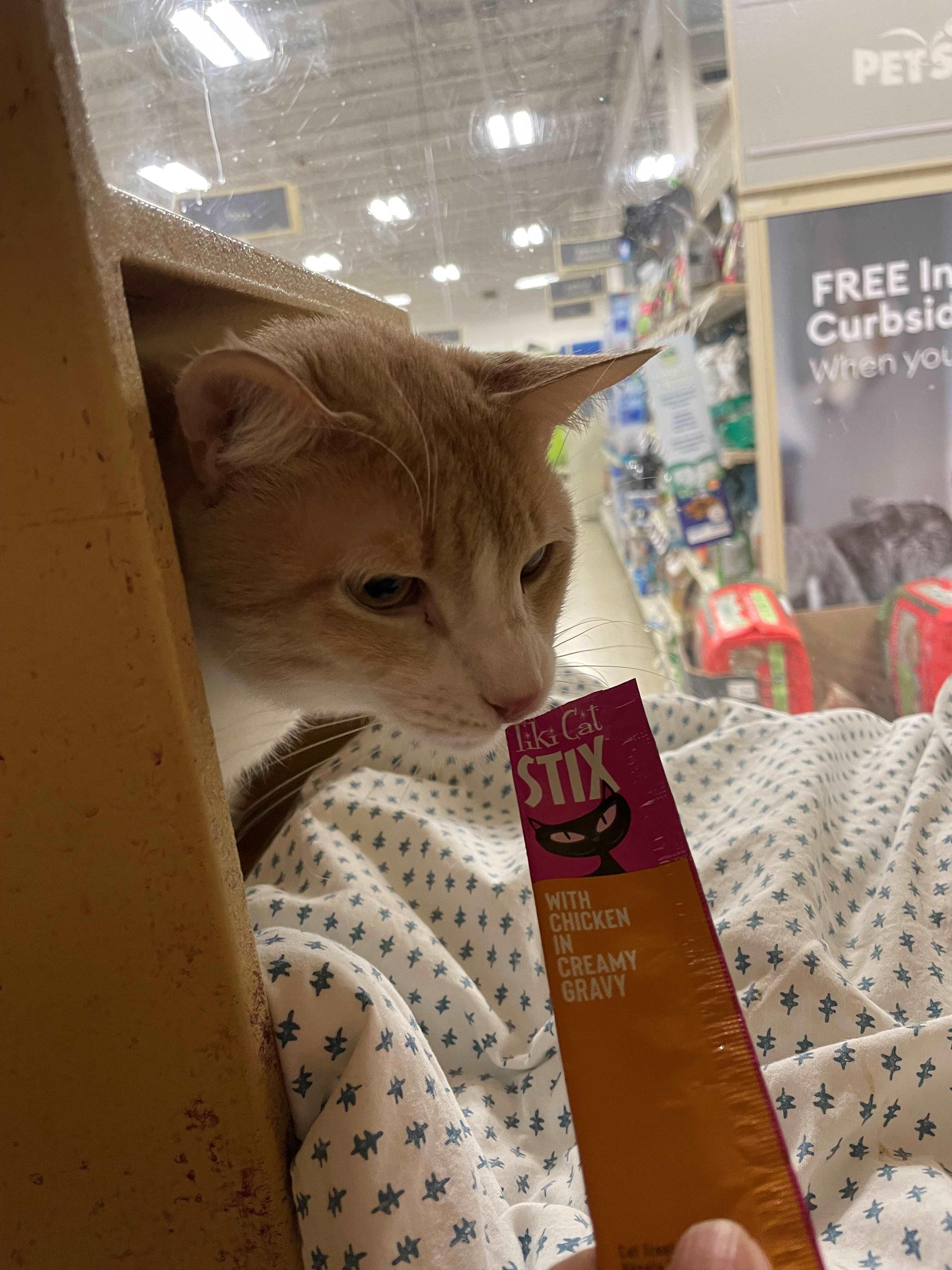 Enlarge Orange Crush, a Adoptable Domestic Short Hair in Melrose, MA image 5/6