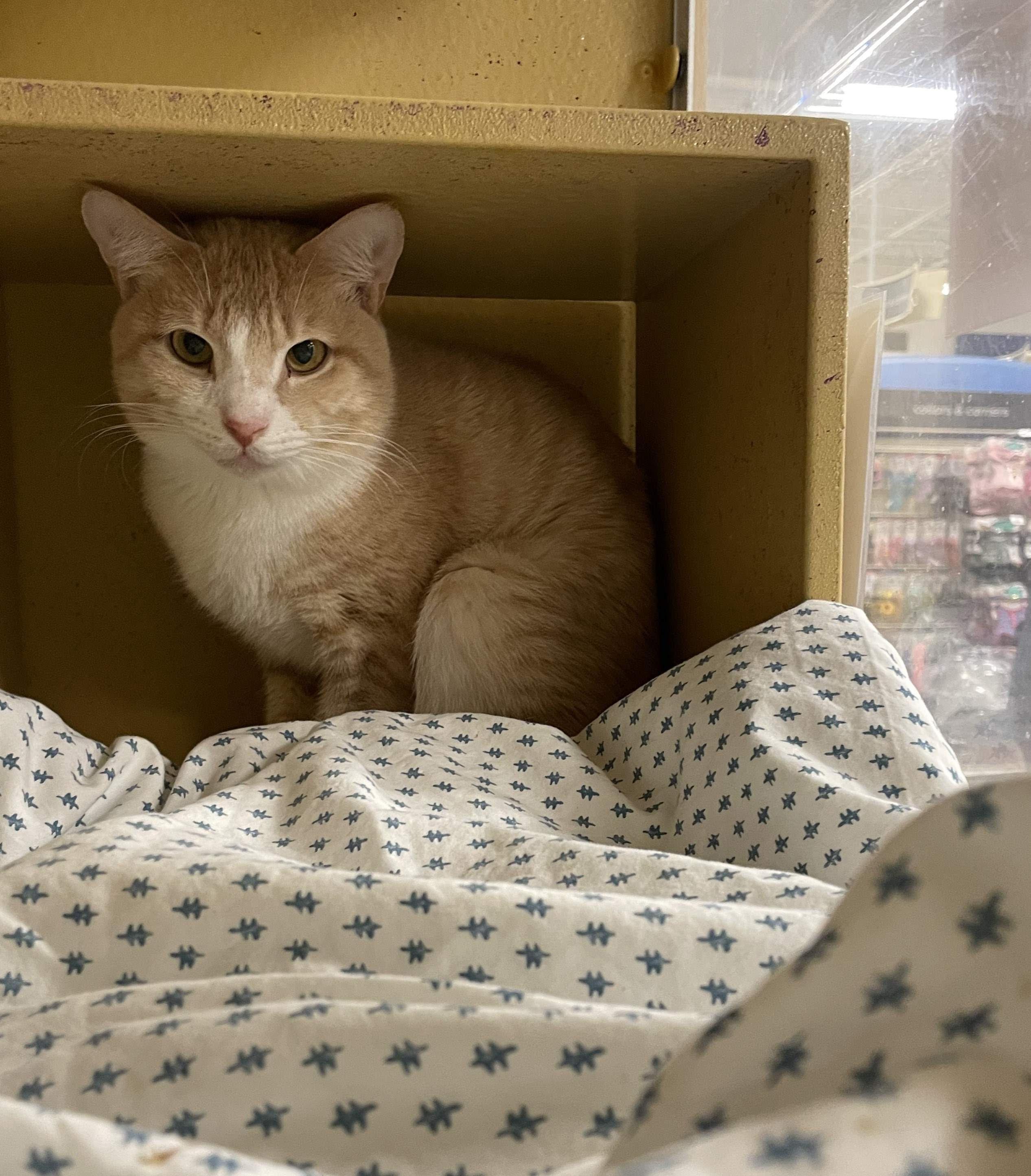 Enlarge Orange Crush, a Adoptable Domestic Short Hair in Melrose, MA image 6/6