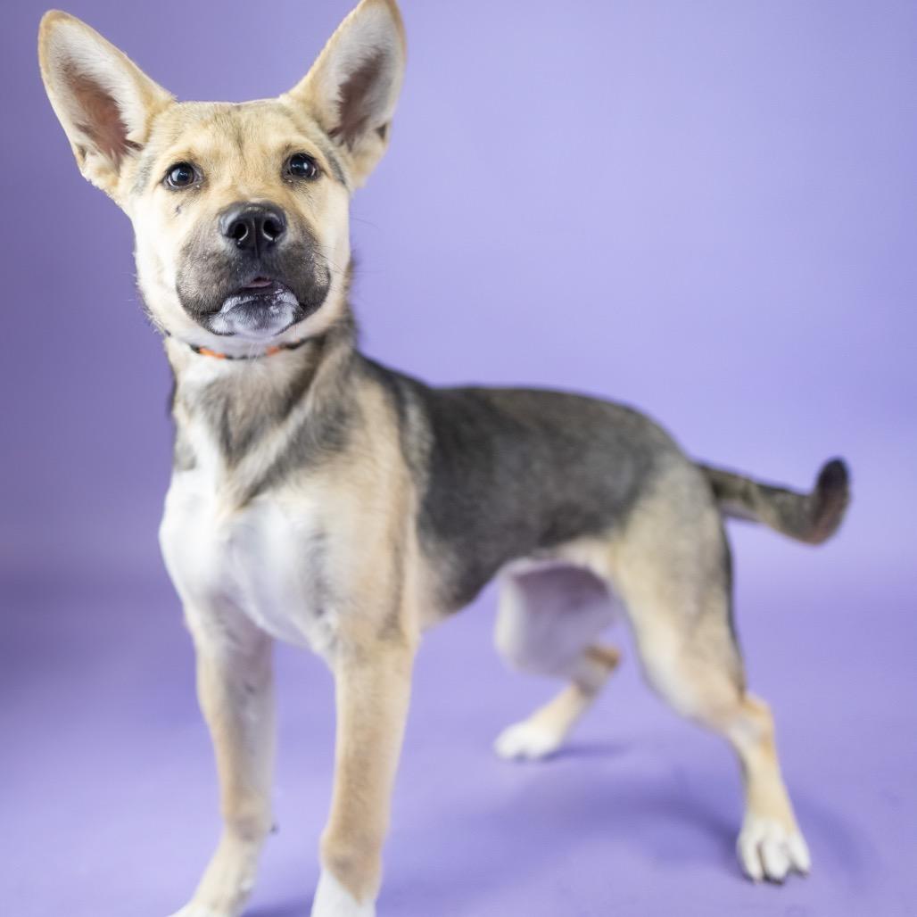 Enlarge Phoebe, a Adoptable mixed breed in Portland, OR image 1/1