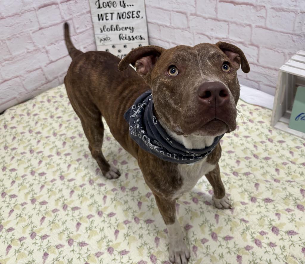 Enlarge Rocko Star, a Adoptable Mixed Breed in Detroit, MI image 1/6