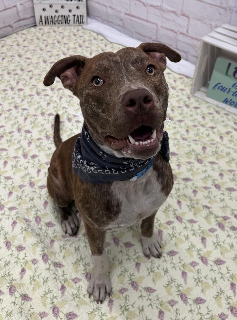 Enlarge Rocko Star, a Adoptable Mixed Breed in Detroit, MI image 2/6