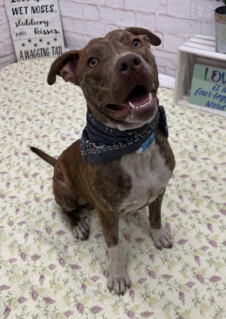 Enlarge Rocko Star, a Adoptable Mixed Breed in Detroit, MI image 3/6