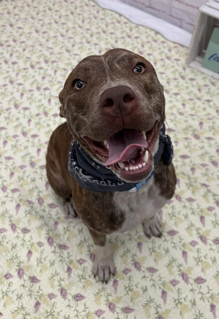 Enlarge Rocko Star, a Adoptable Mixed Breed in Detroit, MI image 4/6