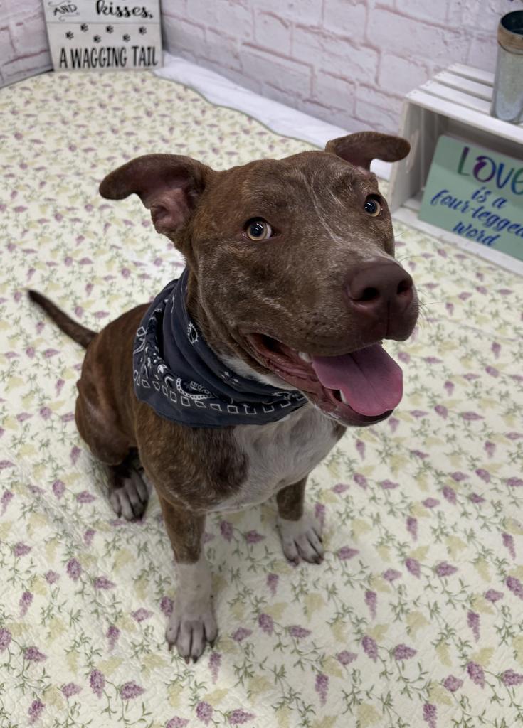 Enlarge Rocko Star, a Adoptable Mixed Breed in Detroit, MI image 5/6
