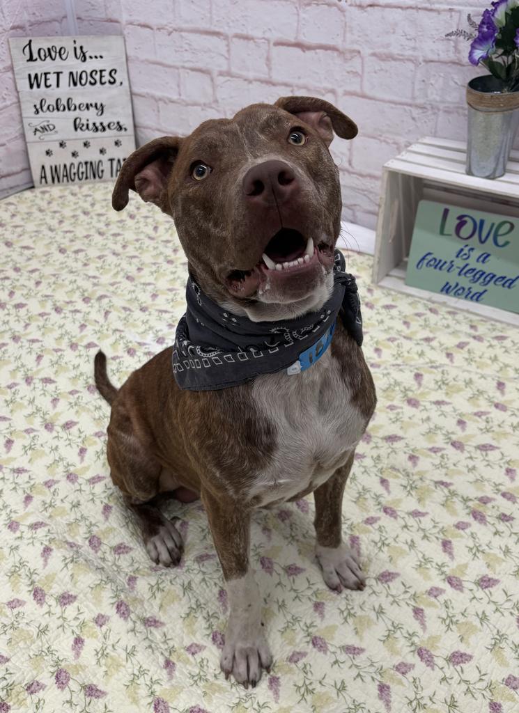 Enlarge Rocko Star, a Adoptable Mixed Breed in Detroit, MI image 6/6
