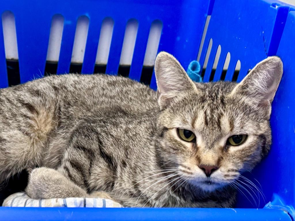 AbbVie, Adoptable, Young Female Tabby.