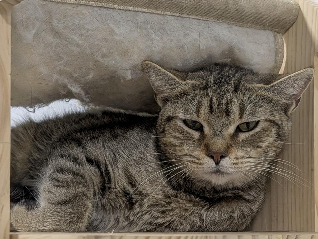 Enlarge AbbVie, a Adoptable Tabby in Powell, OH image 2/2