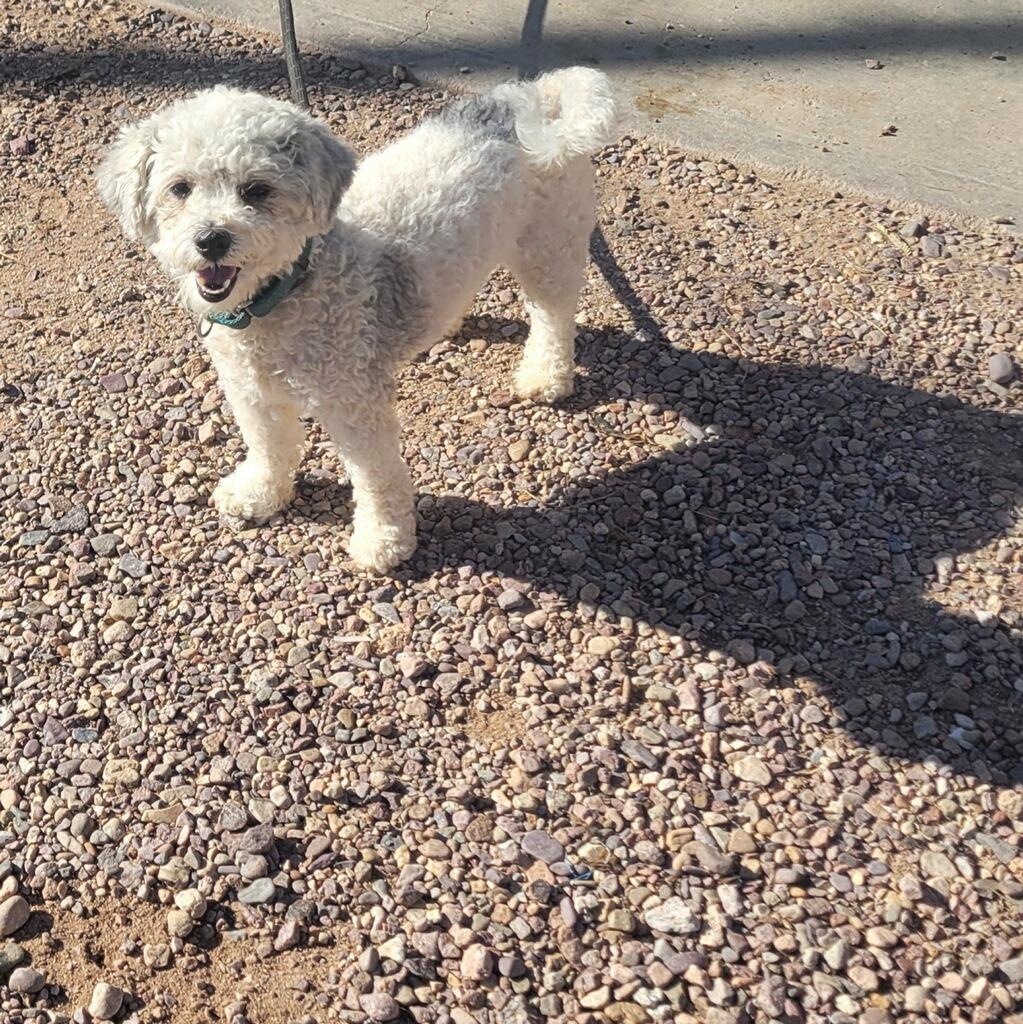 Buttons, ADOPTABLE, Young Female Miniature Poodle.