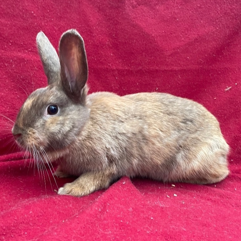 Praline, a Adoptable mixed breed in Indianapolis, IN image 1/6