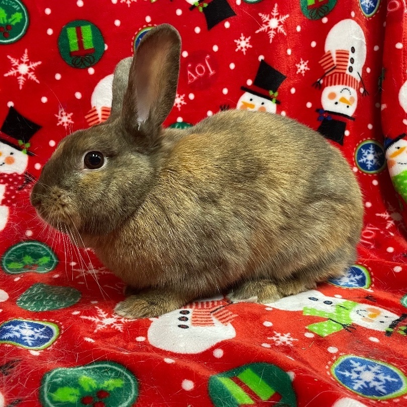 Praline, a Adoptable mixed breed in Indianapolis, IN image 2/6