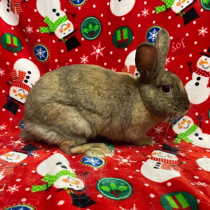 Praline, a Adoptable mixed breed in Indianapolis, IN image 3/6