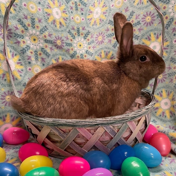 Praline, a Adoptable mixed breed in Indianapolis, IN image 4/6