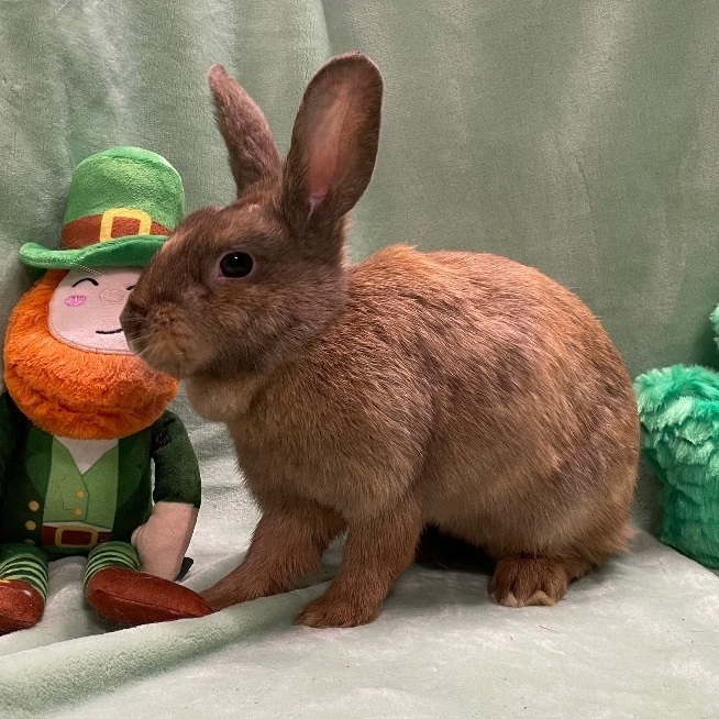 Praline, a Adoptable mixed breed in Indianapolis, IN image 5/6