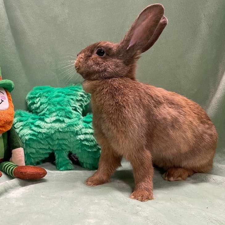 Praline, a Adoptable mixed breed in Indianapolis, IN image 6/6