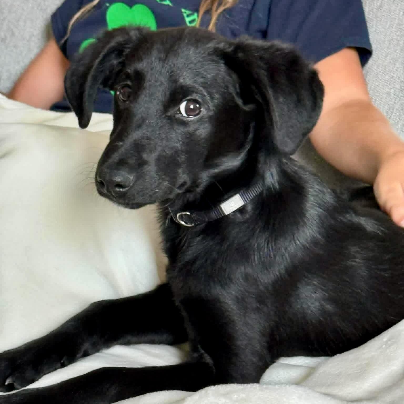 Crow, ADOPTABLE, Puppy Male Labrador Retriever.