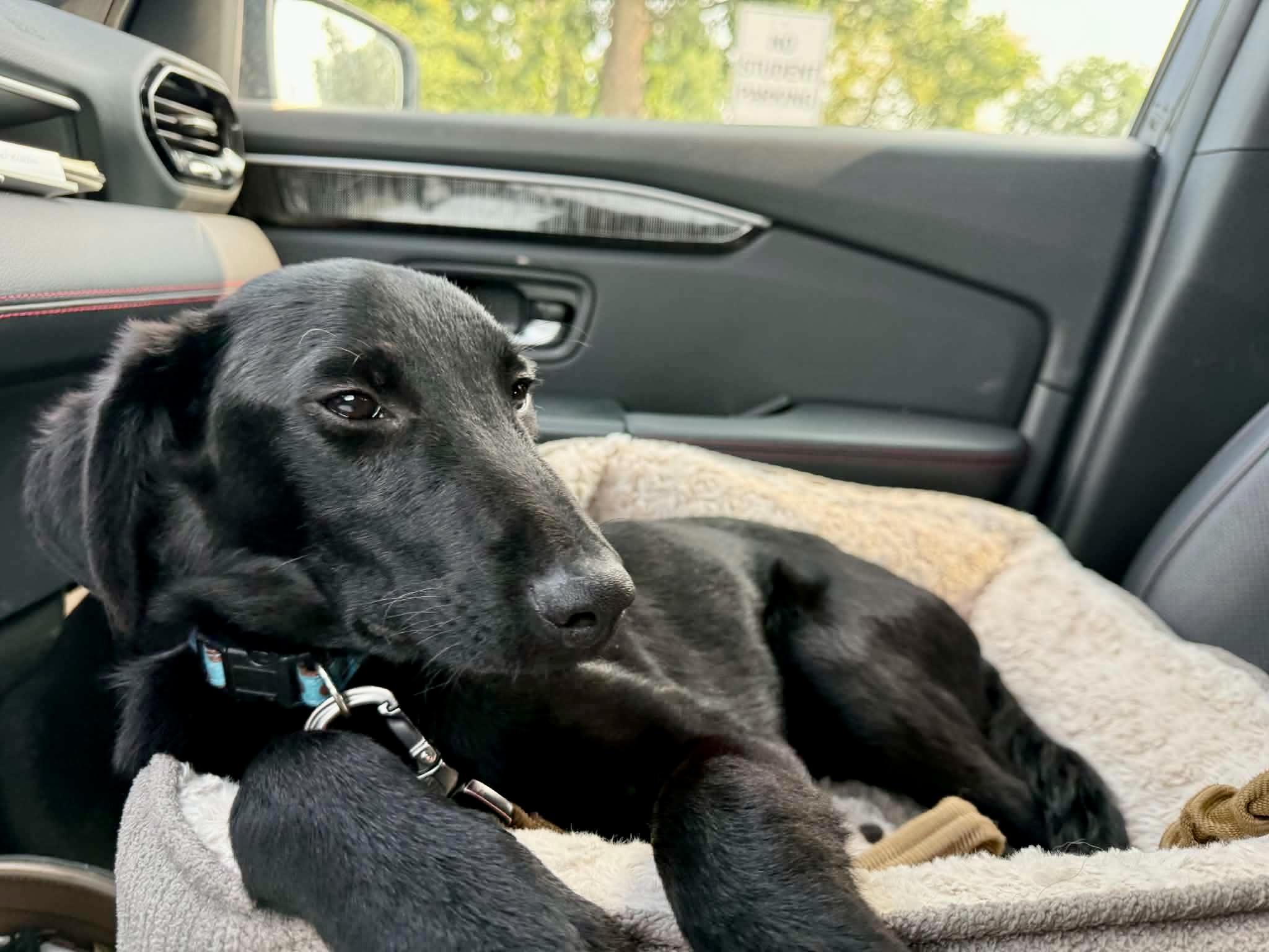 Enlarge Crow, a ADOPTABLE mixed breed in Lewisville, IN image 4/4