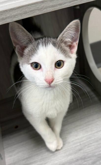 LED, Adoptable, Kitten Male Domestic Short Hair.