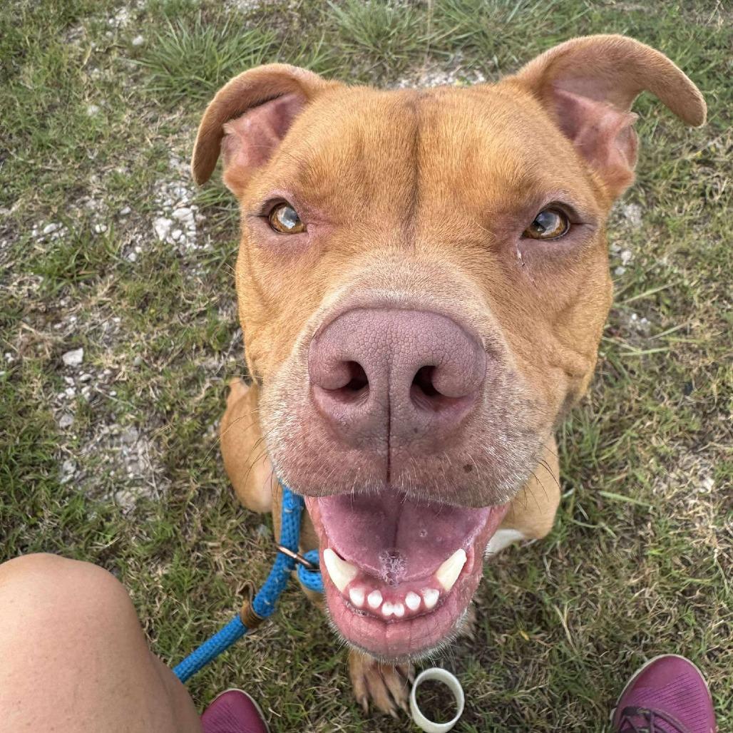 Enlarge Lou, a Adoptable mixed breed in Dickinson, TX image 1/6